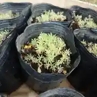 日蓮宗 総本山 塔頭 定林坊(じょうりんぼう)(山梨県)