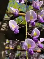 日吉神社の自然