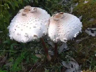 高津八幡宮(京都府)