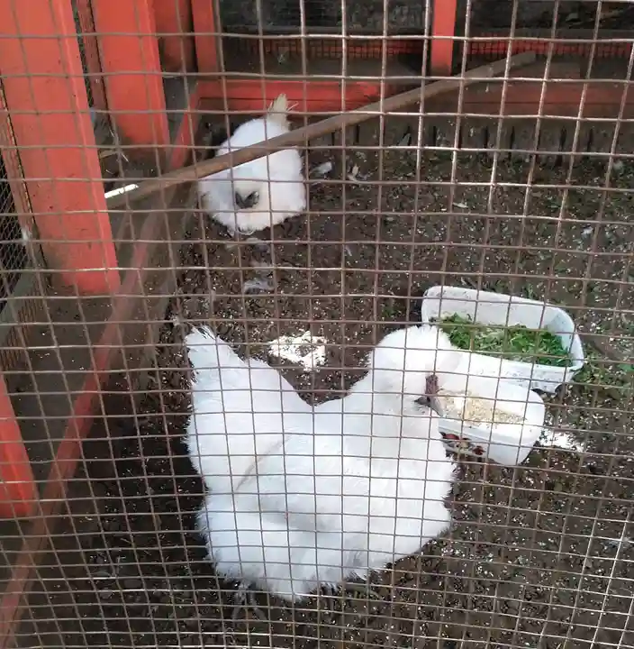 田無神社の動物