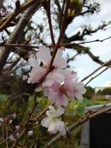 寛永寺不忍池弁天堂の自然