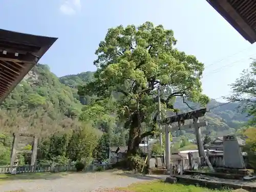 白人神社の自然