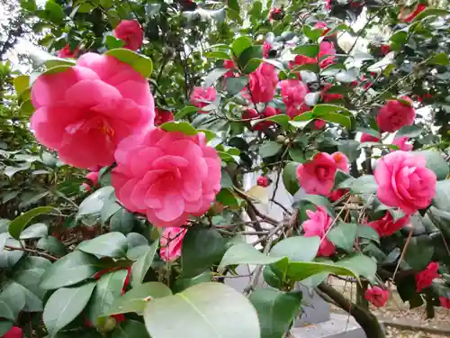 楠珺社（住吉大社末社）の自然