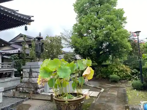 華藏院の庭園