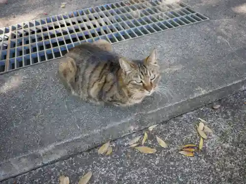 山梨縣護國神社の動物