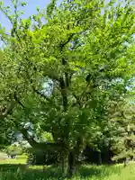 戸隠神社の自然