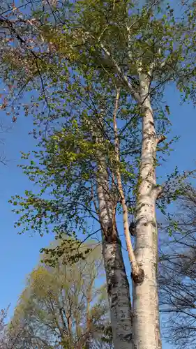 新琴似神社(北海道)