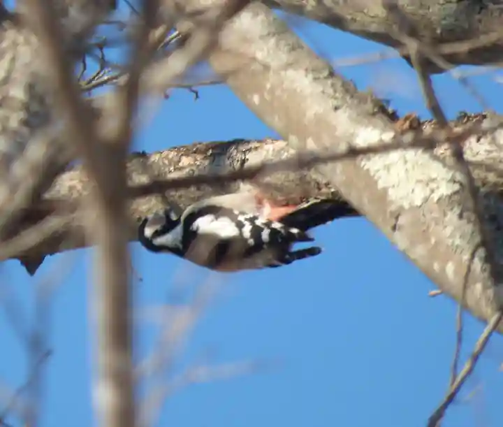 留辺蘂神社の動物