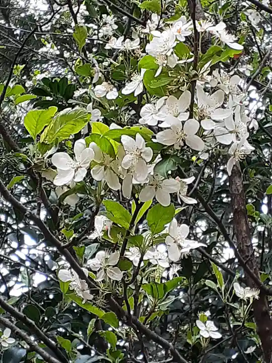 伏木香取神社の自然