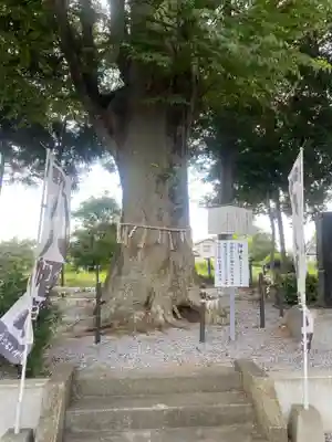 薬師寺八幡宮(栃木県)