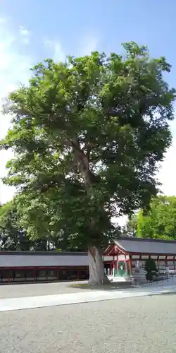 北海道護國神社の自然