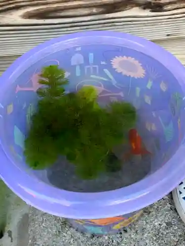 出町妙音堂の動物