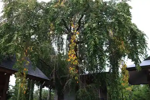 開成山大神宮の庭園