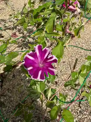 神炊館神社 ⁂奥州須賀川総鎮守⁂(福島県)