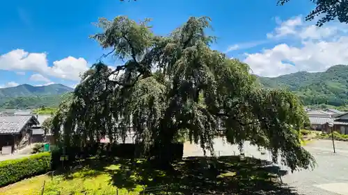妙祐寺(福井県)