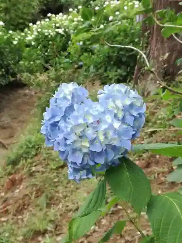 楽法寺（雨引観音）の自然