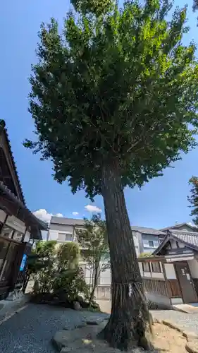 大井神社(京都府)