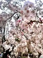 上野東照宮の自然