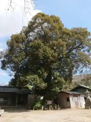 白髭神社の自然
