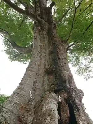 若宮八幡宮の自然