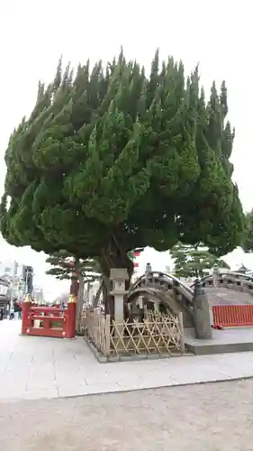 鶴岡八幡宮の自然