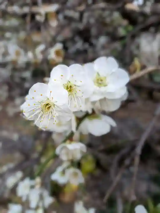 松應寺(東京都)