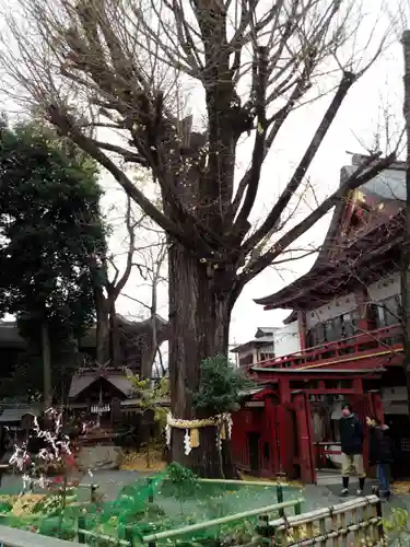 秩父神社の自然