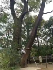 武蔵一宮氷川神社(埼玉県)