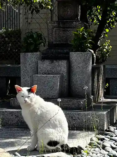 能福寺の動物