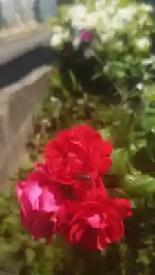 住吉神社(下津住吉町)の自然