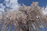 熊野福藏神社の自然