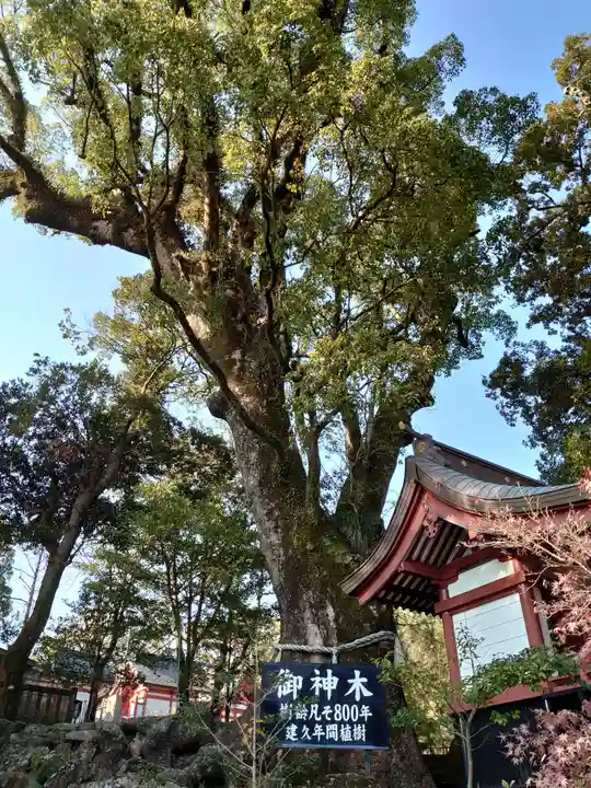 鹿児島神宮の自然
