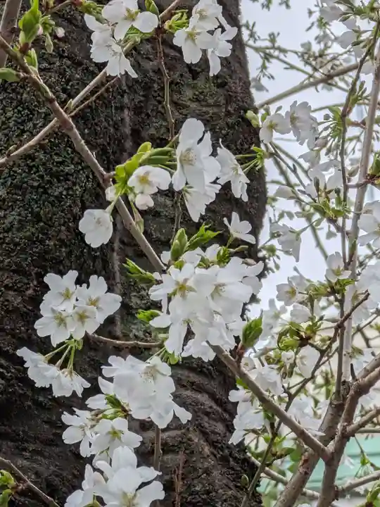 くまくま神社(導きの社 熊野町熊野神社)(東京都)
