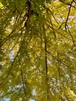 隨心院(随心院)の自然