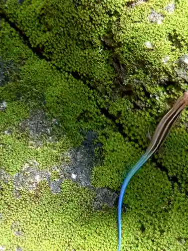 星田妙見宮の動物