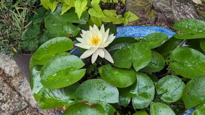 勝林寺(京都府)