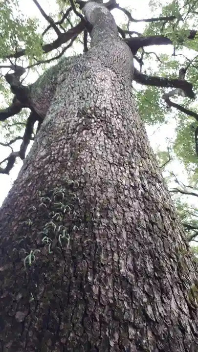 武蔵一宮氷川神社の自然