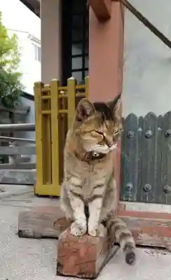 白髭神社の動物
