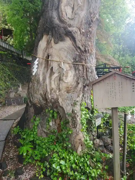 山名八幡宮の自然