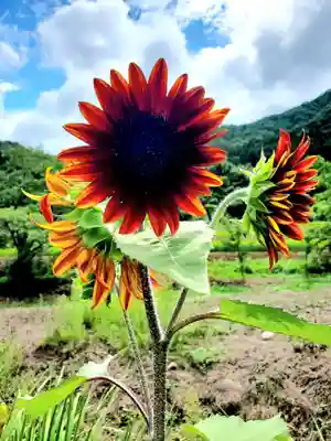 高司神社〜むすびの神の鎮まる社〜(福島県)