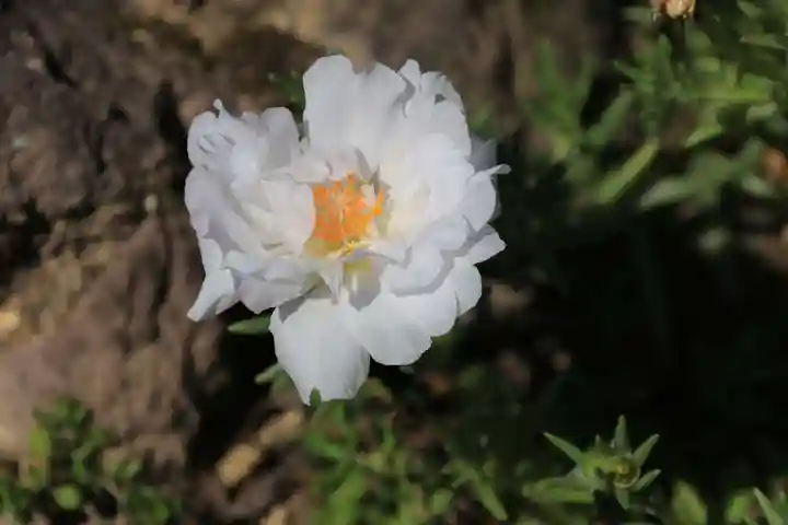 大鏑神社の自然