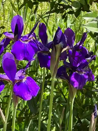 武蔵一宮氷川神社(埼玉県)