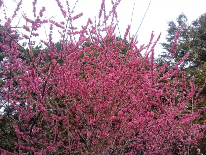 加納天満宮(岐阜県)