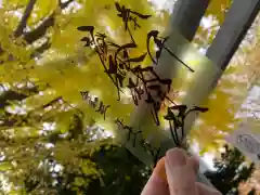 札幌諏訪神社(北海道)