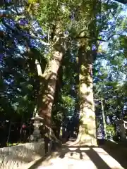 飛鳥神社の自然