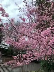 櫻木神社の自然