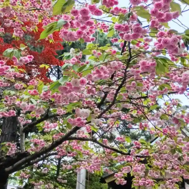 彌彦神社 (伊夜日子神社)の自然