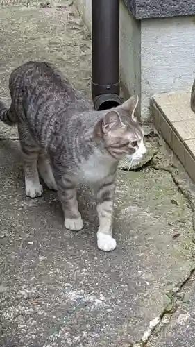 玉野御嶽神社の動物