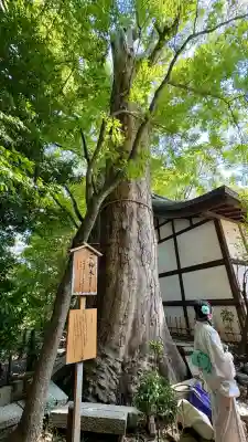 川越氷川神社(埼玉県)