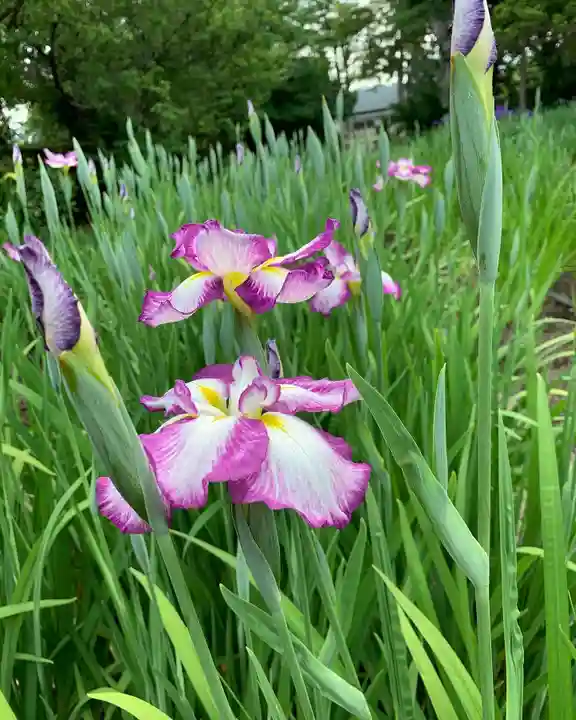 伊佐須美神社の自然